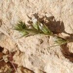 Minuartia glomerata Flower