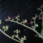 Laportea bulbifera Habitus