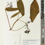 Faramea sessilifolia