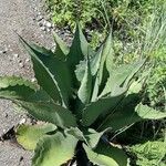 Agave durangensis Feuille