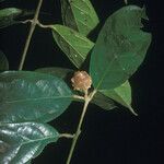 Siparuna cuspidata Fruit