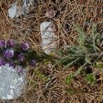 Echium albicans Habit