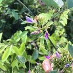 Galactia striata फूल