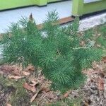 Asparagus tenuifolius Leaf