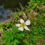 Anemone virginiana Цветок