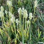 Spiranthes romanzoffiana Flower