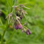 Symphytum asperumFlower