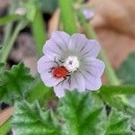 Malva neglecta 花