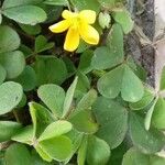 Oxalis corniculata 整株植物