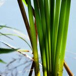 Typha angustifolia Levél