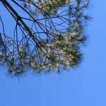 Pinus attenuata Folha