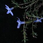 Cyananthus microphyllus Hábito