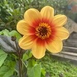 Dahlia × cultorum 花