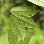 Baphia pubescens Φύλλο