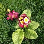 Primula vulgarisКветка