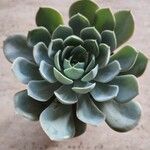 Echeveria lilacina叶