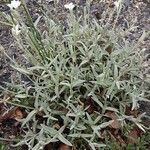 Cerastium tomentosum Habit