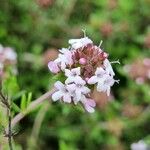 Thymus serpyllum Blüte