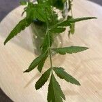 Sison amomum Leaf