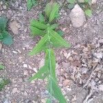 Turritis brassica Leaf