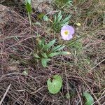 Baldellia ranunculoides Habitat