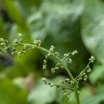 Lipandra polysperma Blomst