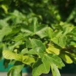 Acer campestre Φύλλο