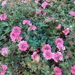 Verbena canadensis Kukka