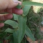 Oxypetalum solanoides Blad