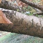 Betula medwediewii Corteza