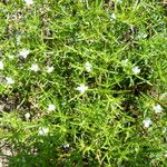 Polypremum procumbens Leaf