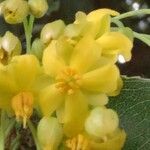 Ochna pulchra Flower