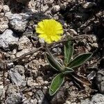 Pilosella officinarum Květ