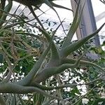 Tillandsia albida Leaf