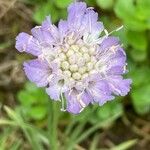 Lomelosia graminifolia Çiçek