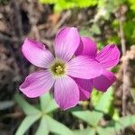 Oxalis argentina