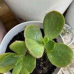 Cotyledon orbiculataഇല