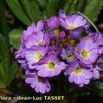 Primula auriculata Flor