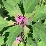 Chenopodium giganteum 葉