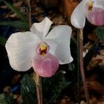 Paphiopedilum delenatii Kwiat
