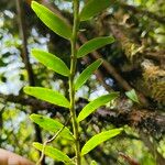 Angraecum ramosum List