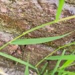 Polypogon viridis Blad