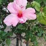 Hibiscus rosa-sinensis Květ