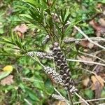 Callistemon citrinus Fruit