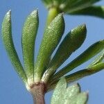Galium pseudohelveticum その他の提案
