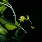 Terminalia amazonia Квітка