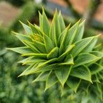 Araucaria araucana Blatt