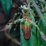 Paphiopedilum haynaldianum Flower