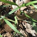 Claytonia virginica Lapas