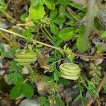 Medicago orbicularis Fruto